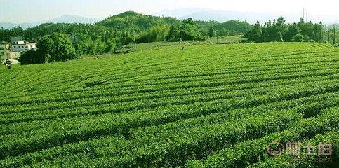 乐昌白毛茶 韶关茶源茶叶专业合作社的手工绿茶与红茶